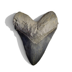 Megalodon shark tooth, isolated with shadow on white background