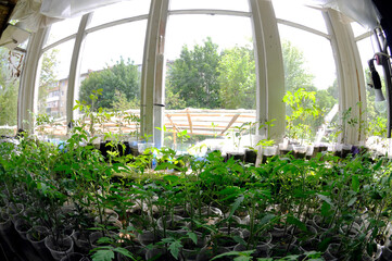 Green tomato seedlings in cups on the windowsill