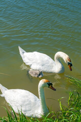 pair of swans with little swans