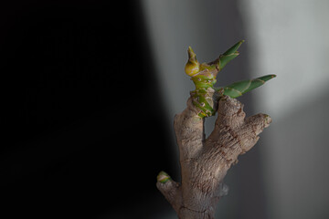 dry wrinkled ginger root sprouted in small green sprouts against a warm bokeh background