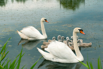 pair of swans with little swans