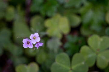 blue and purple flower