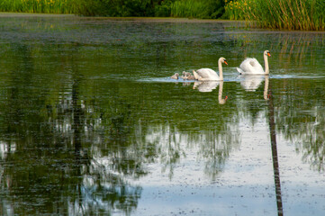 pair of swans with little swans