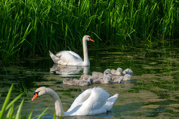 pair of swans with little swans