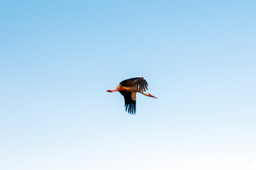 white stork in flight on a background of clear blue sky