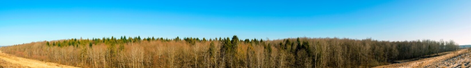 Fototapeta na wymiar Panorama of spring forest without leaves with cloudless blue sky