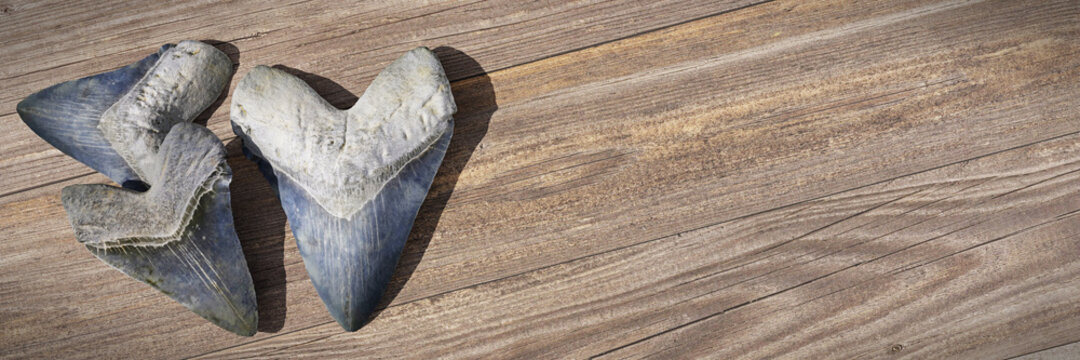 Megalodon Shark Teeth, Background Banner With Empty Space