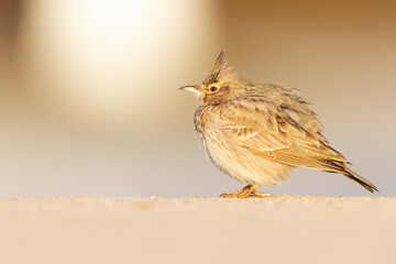 A crested lark (Galerida cristata) resting on a frozen meadow in the morning light.