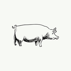 Hand drawn farm animal simple illustration