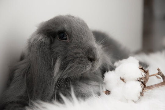 Cute Rabbite