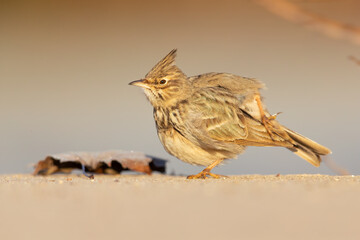 A crested lark (Galerida cristata) preening on a frozen meadow in the morning light.