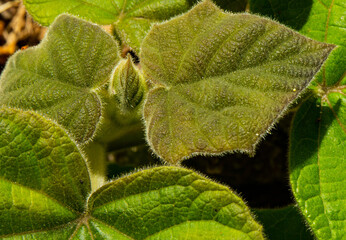 close up of green leaf