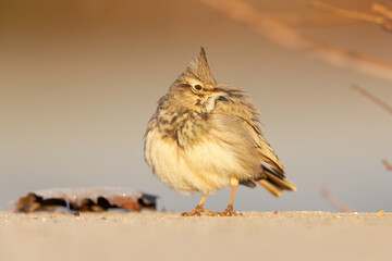 A crested lark (Galerida cristata) resting on a frozen meadow in the morning light.