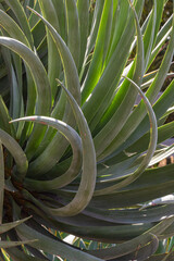 Curly leaves on the tree