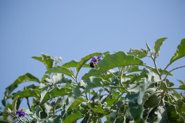 Vista de Gados pastando nas Montanhas realizada nesta tarde de segunda-feira (29) em São José dos Campos, SP.