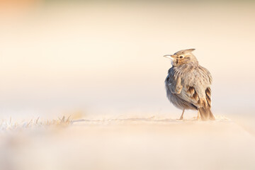A crested lark (Galerida cristata) resting and foraging in a frozen meadow in the morning light.