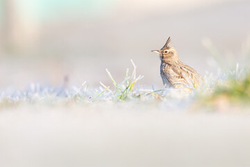 A crested lark (Galerida cristata) resting and foraging in a frozen meadow in the morning light.