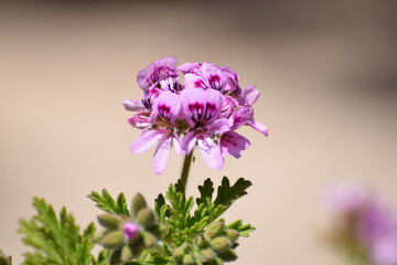 scent geranium