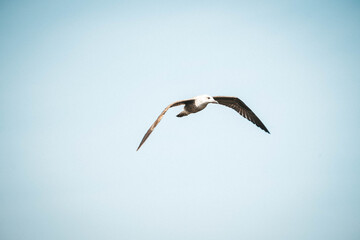 flying white stork