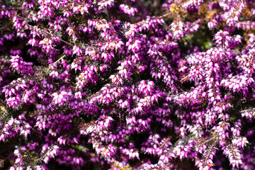purple flowers in spring