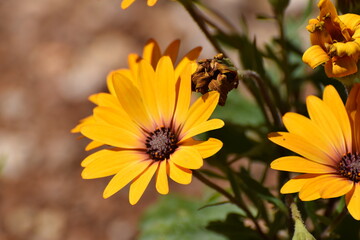 Cape Marigold