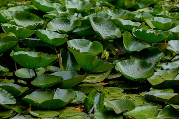 Water lily leaves in the water