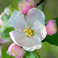 spring flowering apple tree on blur background.