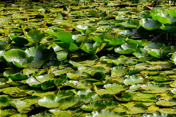 Water lily leaves in the pond