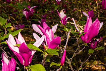 purple magnolia  flowers
