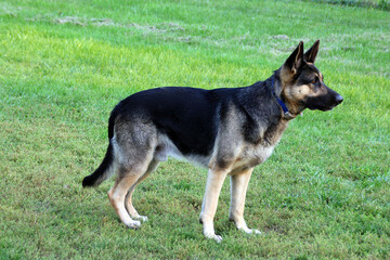 german shepherd dog