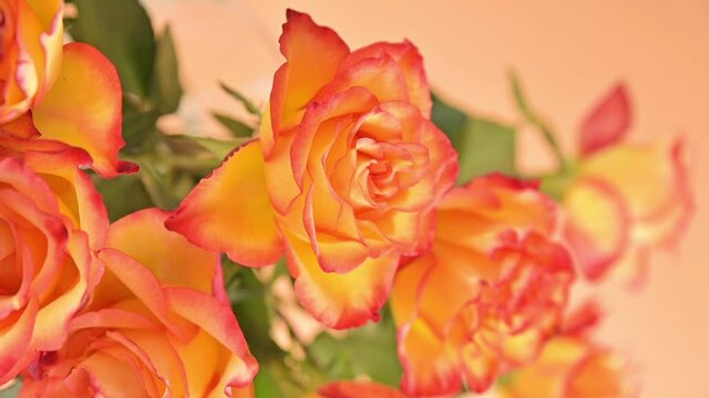 A bouquet of red and yellow roses are moving in the frame. A gift for a woman, mom or grandmother. Slow motion. High quality FullHD footage
