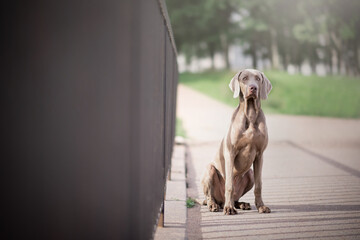 Weimaraner