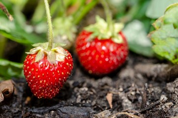 Red strawberry on the plant in the foreground