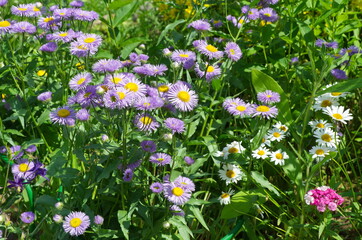 Garden flowers in a flower bed on a summer day