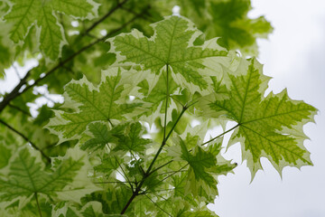 green leaves of a tree