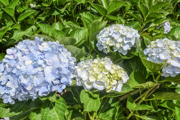 Blue Hortensia (Hydrangea macrophylla) flowers with green leaves on bush in the summer garden. Gentle light blue inflorescence of Hortensia in full blossom - summer floral background