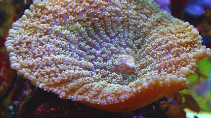 Sea anemone in the marine aquarium.