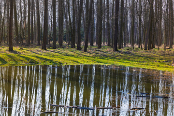 A small pond near the forest. Trees are reflected in the water.