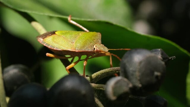 Macro video of the green stink bug or Chinavia Hilaris is a agricultural pest. It eats vegetables.
