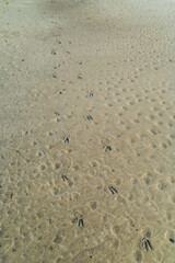 Deer tracks on the beach