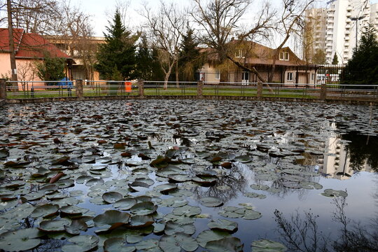 Water Lily Lake With Thermal Water Unique In Europe