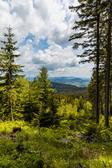 Fototapeta na wymiar Panorama of Rudawy Janowickie mountains with high old thin trees