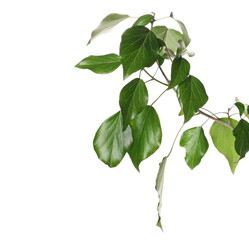 Devil's ivy leaves on twig, branch ceylon creeper foliage, (hedera helix) isolated white background, clipping path