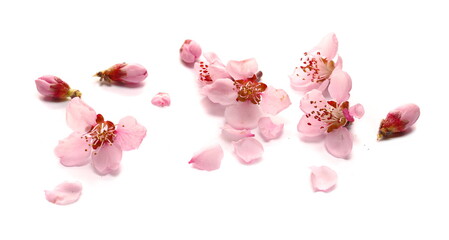 Spring flowers isolated on white background