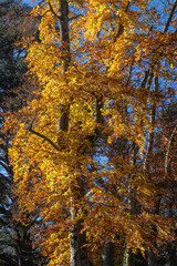 magnifique couleurs d'automne dans la forêt