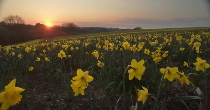 Time lapse of sunset over daffodil field in Fentongollan, wide shot