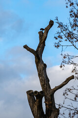 Corneille perchée sur un arbre mort