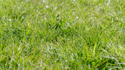 Spring or summer background with fresh grass on the sun.