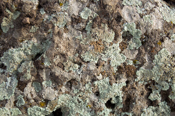 moss on stone