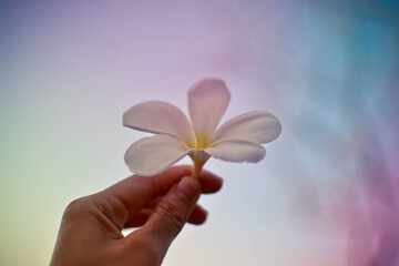 Flower In Hand, Chiang Rai